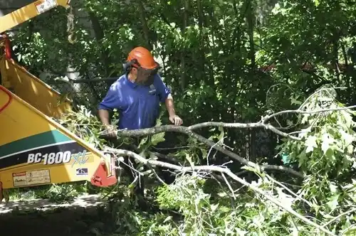 tree services Hugo